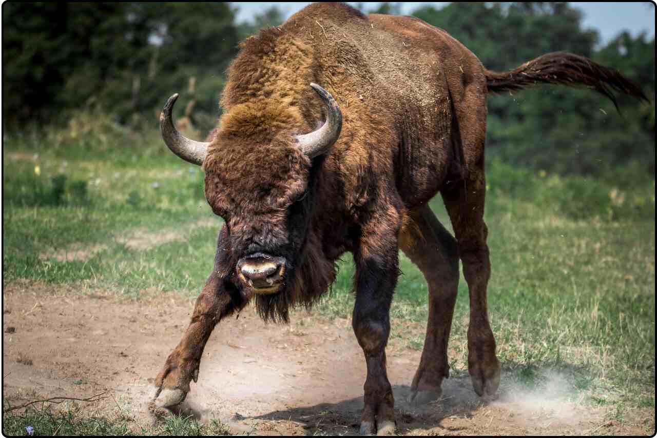 A fierce-looking the buffalo animal showing signs of anger